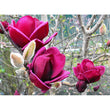 Load image into Gallery viewer, MAGNOLIA GENIE