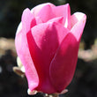 Load image into Gallery viewer, MAGNOLIA CAMEO