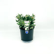 Load image into Gallery viewer, CONVOLVULUS CNEORUM