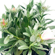 Load image into Gallery viewer, CONVOLVULUS CNEORUM