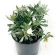 Load image into Gallery viewer, CONVOLVULUS CNEORUM