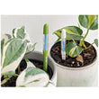 Load image into Gallery viewer, SUSTEE MOISTURE METER GREEN