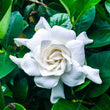 Load image into Gallery viewer, GARDENIA FLORIDA BUSH