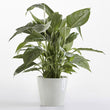 Load image into Gallery viewer, PLANTER AMSTERDAM WHITE GREY 20CM