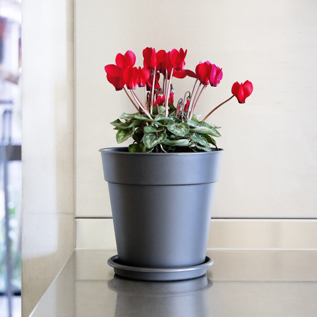 nurgul plant pots ARTEVASI PLANTER MADAGASCAR – Honeysuckle Garden