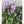 Load image into Gallery viewer, PLECTRANTHUS MONA LAVENDER
