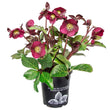 Load image into Gallery viewer, HELLEBORUS ANNA'S RED 18CM
