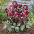 Load image into Gallery viewer, HELLEBORUS ANNA'S RED 18CM