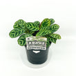 Load image into Gallery viewer, CTENANTHE BURLE MARXII