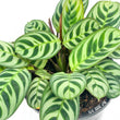 Load image into Gallery viewer, CTENANTHE BURLE MARXII