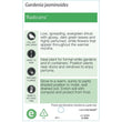 Load image into Gallery viewer, GARDENIA RADICANS
