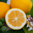 Load image into Gallery viewer, CITRUS DWARF LEMON MEYER 5L/20CM