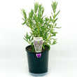 Load image into Gallery viewer, LAVANDULA DENTATA