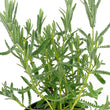 Load image into Gallery viewer, LAVANDULA DENTATA