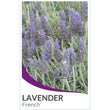 Load image into Gallery viewer, LAVANDULA DENTATA