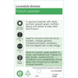 Load image into Gallery viewer, LAVANDULA DENTATA