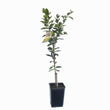 Load image into Gallery viewer, CITRUS LIME TAHITIAN 12L/20CM