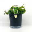 Load image into Gallery viewer, FICUS PUMILA 14CM
