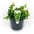 Load image into Gallery viewer, FICUS PUMILA 14CM