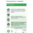 Load image into Gallery viewer, FICUS PUMILA 14CM