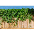 Load image into Gallery viewer, CISSUS RHOMBIFOLIA 14CM