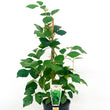 Load image into Gallery viewer, CISSUS RHOMBIFOLIA 14CM