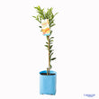 Load image into Gallery viewer, CITRUS DWARF MANDARIN IMPERIAL 5L