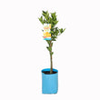 Load image into Gallery viewer, CITRUS DWARF ORANGE WASHINGTON NAVEL 5L