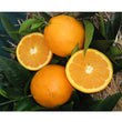 Load image into Gallery viewer, CITRUS DWARF ORANGE WASHINGTON NAVEL 5L