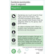 Load image into Gallery viewer, GARDENIA MAGNIFICA BUSH