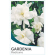 Load image into Gallery viewer, GARDENIA RADICANS