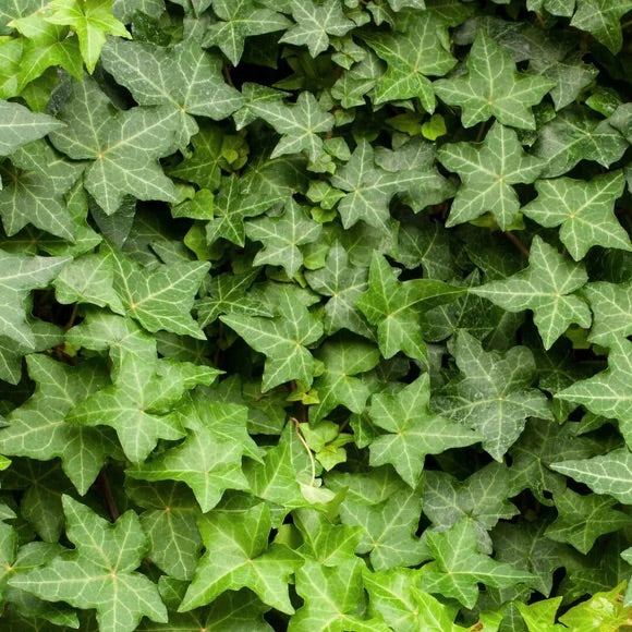HEDERA HELIX [SZ:14CM POT]