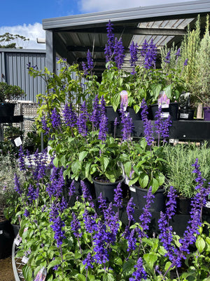 SALVIA MYSTIC SPIRES [SZ:14CM POT]