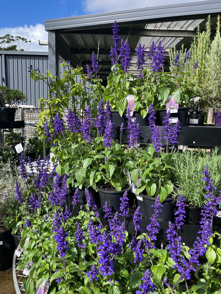 SALVIA MYSTIC SPIRES [SZ:14CM POT]
