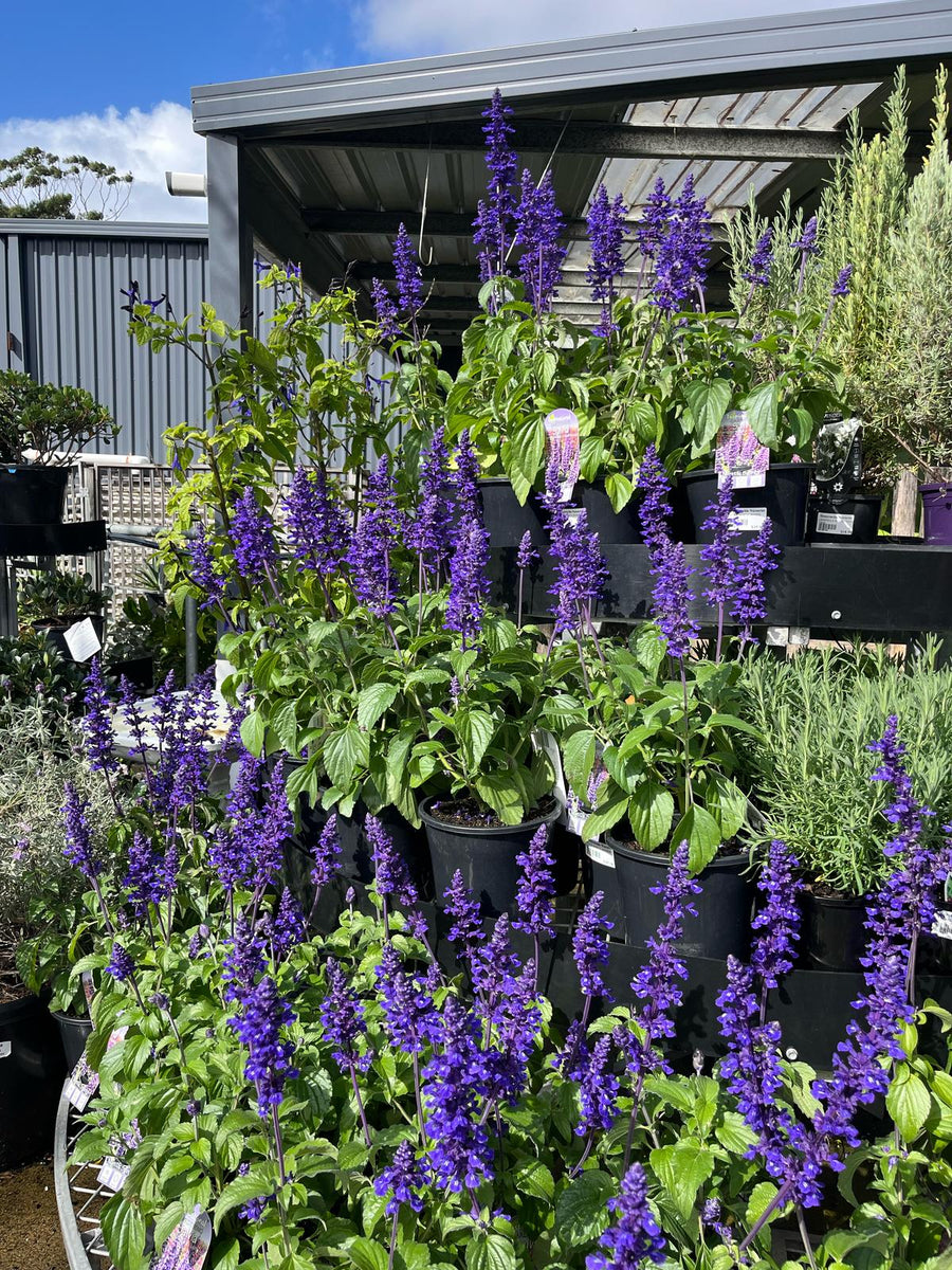 SALVIA MYSTIC SPIRES [SZ:14CM POT]