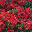 Load image into Gallery viewer, BOUGAINVILLEA CRIMSON JEWEL [SZ:30CM POT]
