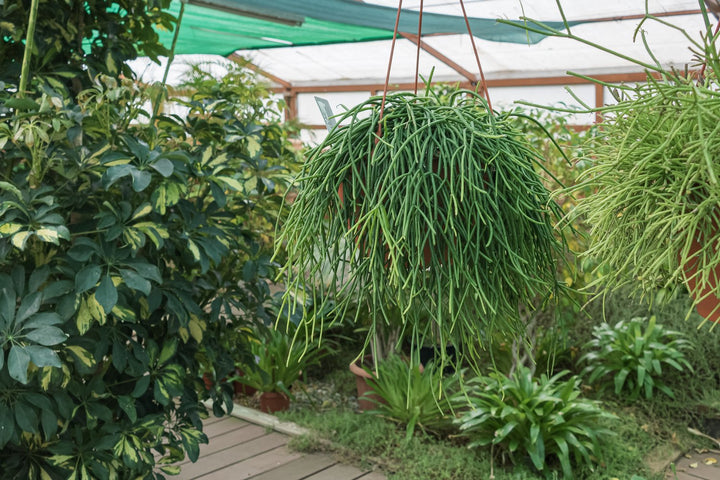 RHIPSALIS BACCIFERA [SZ:25CM HB]