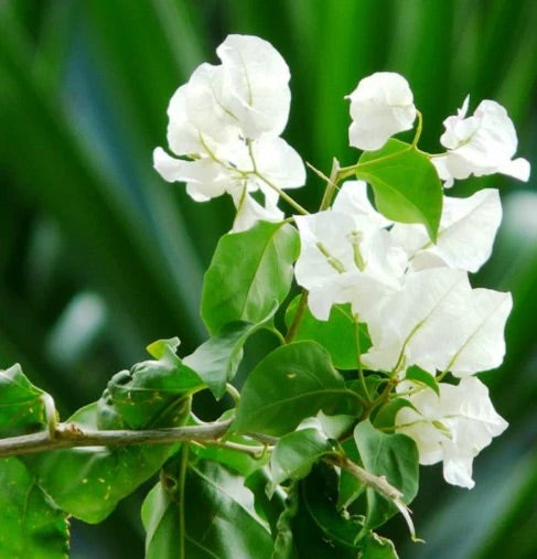 BOUGAINVILLEA WHITE CASCADE [SZ:30CM POT]