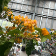 Load image into Gallery viewer, BOUGAINVILLEA GOLDEN TANGO [SZ:30CM POT]
