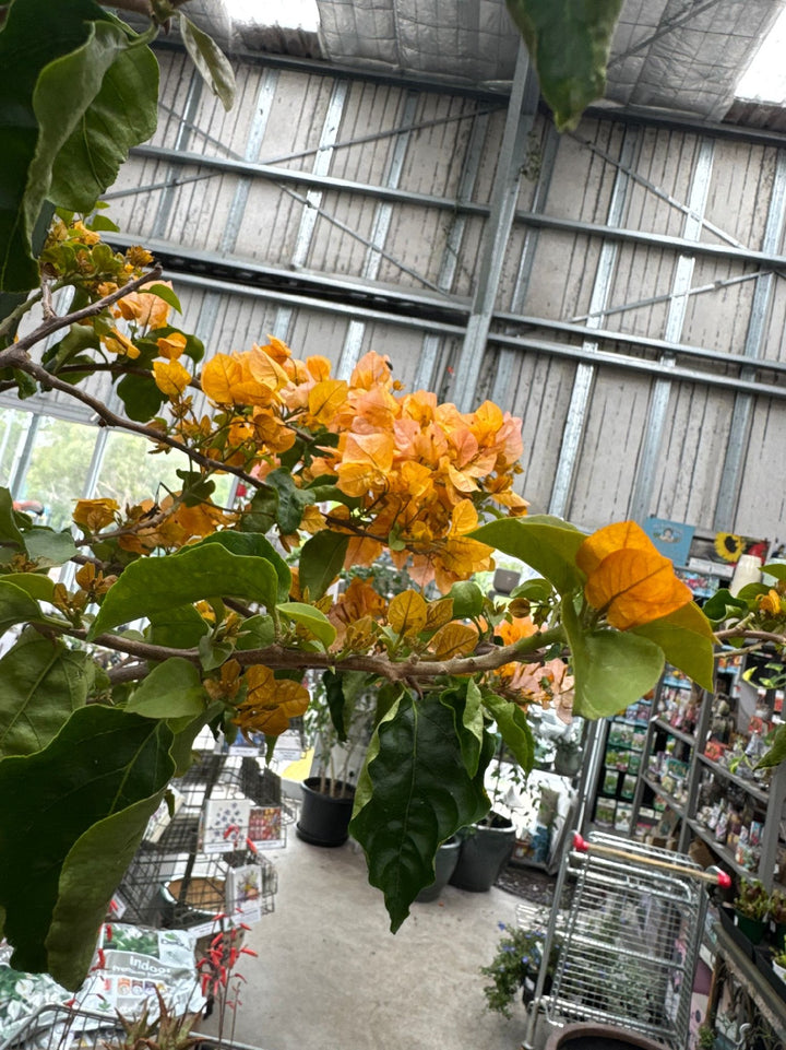 BOUGAINVILLEA GOLDEN TANGO [SZ:30CM POT]