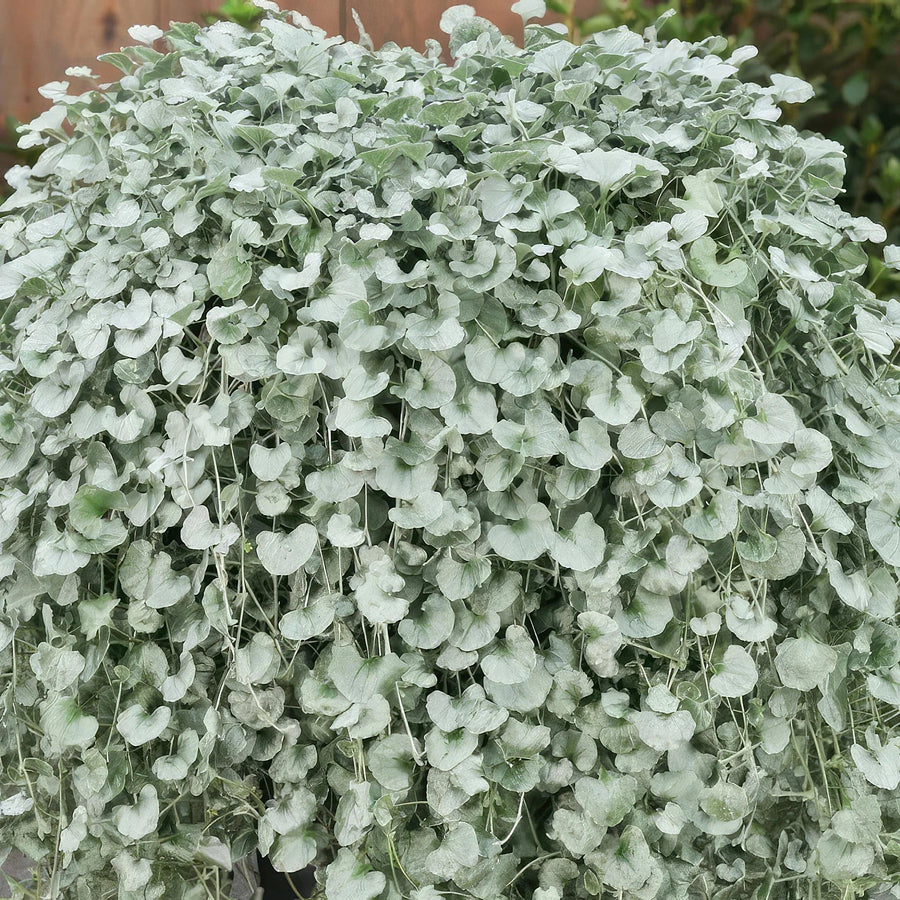 DICHONDRA SILVER FALLS [SZ:14CM POT]