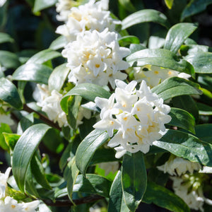 DAPHNE ODORA WHITE [SZ:25CM POT]