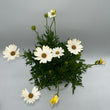 Load image into Gallery viewer, OSTEOSPERMUM WHITE LIGHTNING [SZ:14CM POT]
