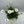 Load image into Gallery viewer, OSTEOSPERMUM WHITE LIGHTNING [SZ:14CM POT]
