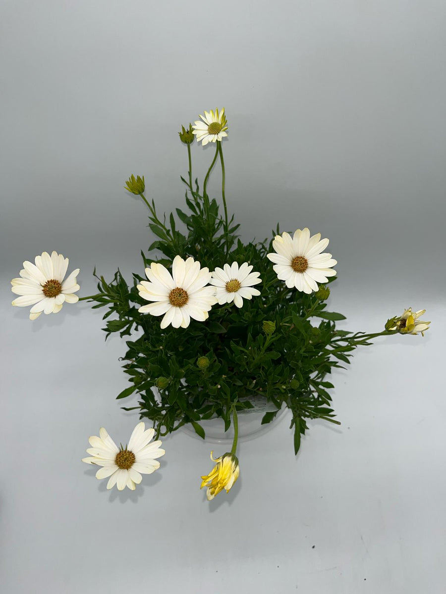 OSTEOSPERMUM WHITE LIGHTNING [SZ:14CM POT]