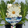 Load image into Gallery viewer, OSTEOSPERMUM WHITE LIGHTNING [SZ:14CM POT]
