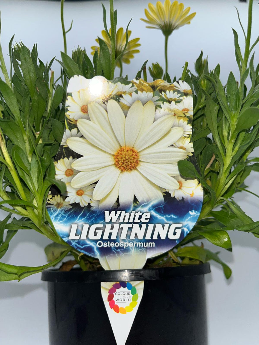 OSTEOSPERMUM WHITE LIGHTNING [SZ:14CM POT]
