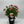 Load image into Gallery viewer, OSTEOSPERMUM SERENITY ROSE [SZ:14CM POT]
