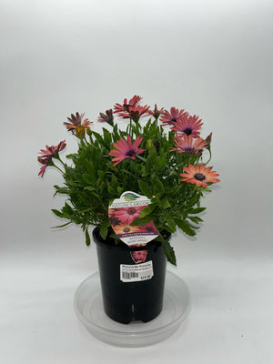 OSTEOSPERMUM SERENITY ROSE [SZ:14CM POT]