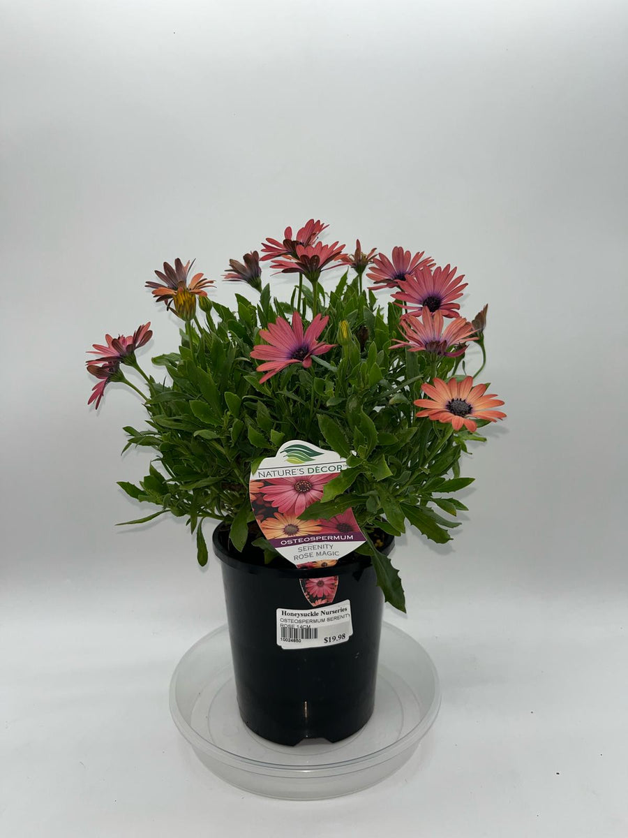 OSTEOSPERMUM SERENITY ROSE [SZ:14CM POT]